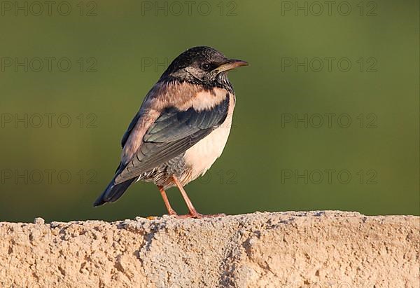 Pink rosy starling