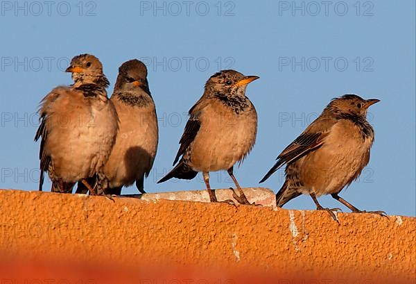 Pink rosy starling