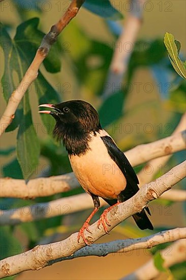 Rose-coloured Starling