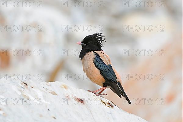 Rose-coloured Starling