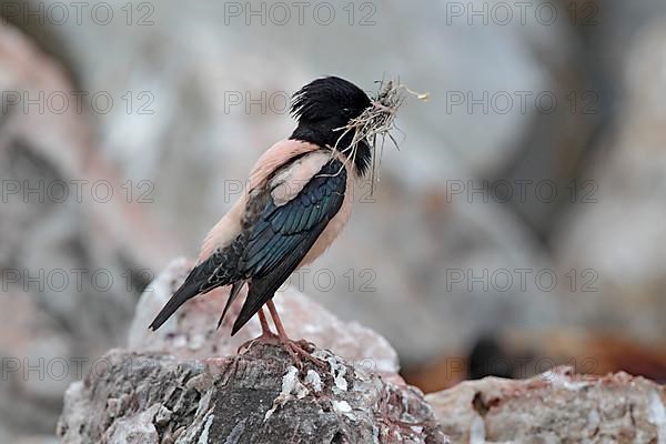 Pink rosy starling