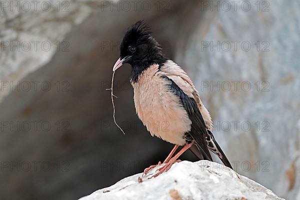 Pink rosy starling