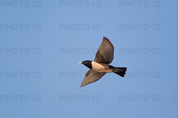 Pink rosy starling