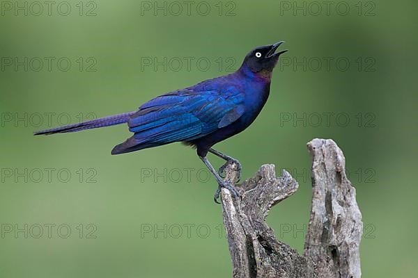 Rueppell's starling