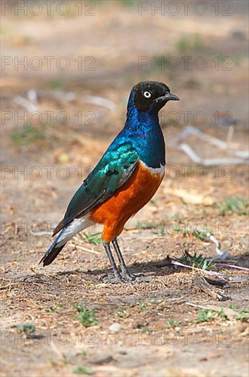 Superb Starling