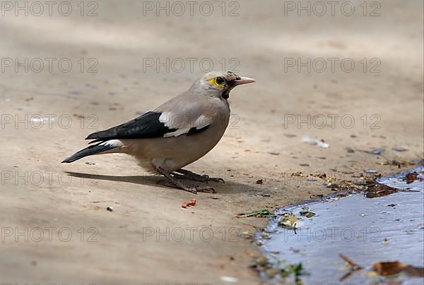 Wattled Starling