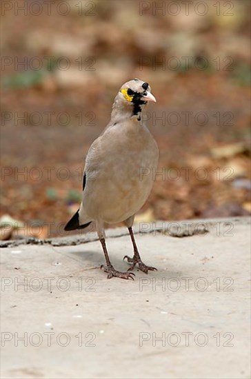 Wattled Starling