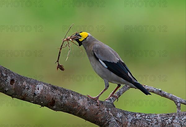 Wattled Starling