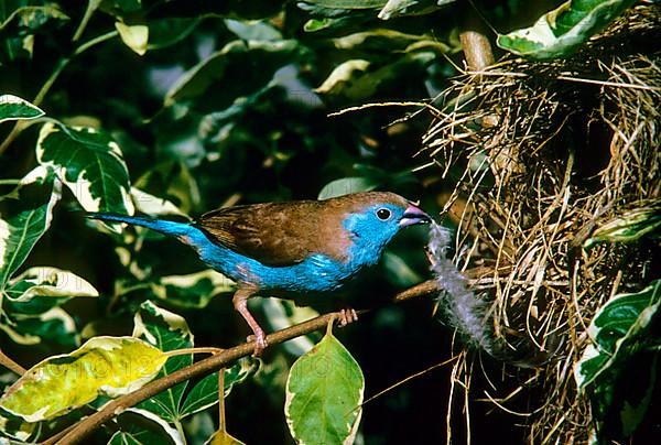 Angolan Butterfly Finch