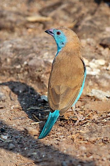 Angola Butterfly Finch