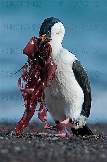 Antarctic Shag