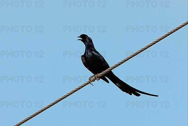 Adult Bristle-crowned Starling