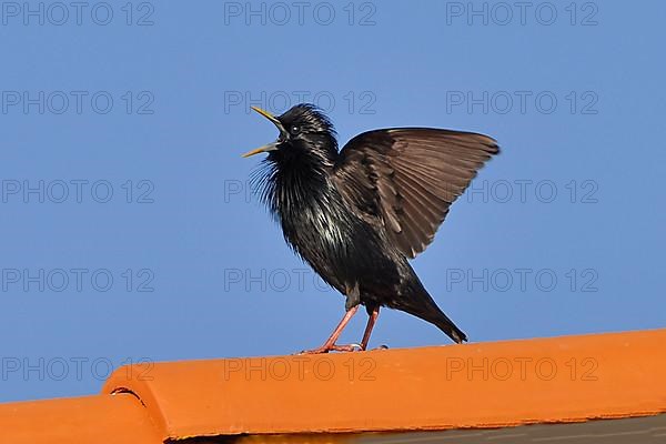 Spotless spotless starling