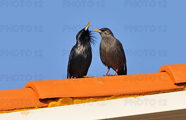 Spotless Starling