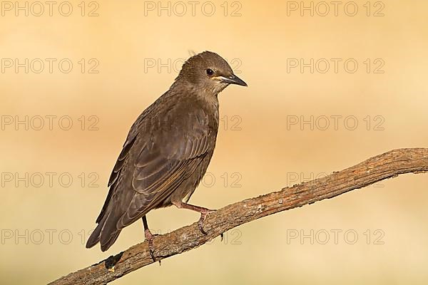 Spotless Starling