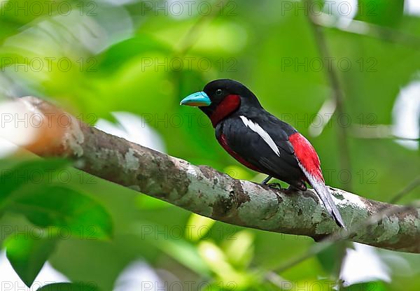 Black-red Broadbill