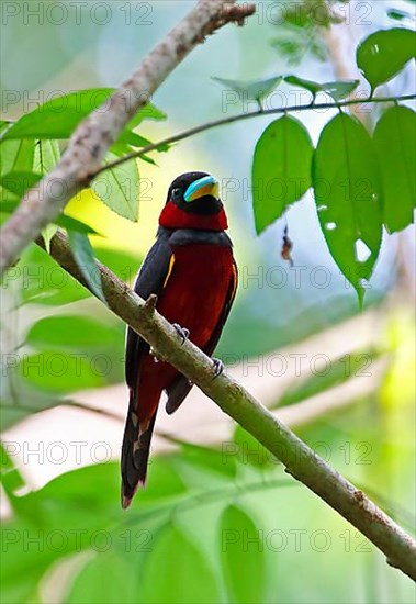 Black-red Broadbill