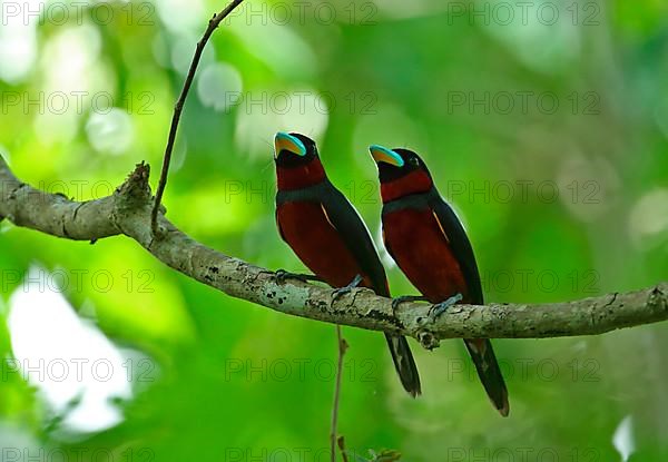 Black-and-red Broadbill