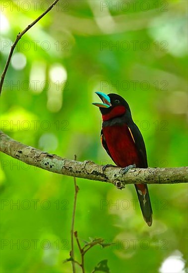 Black-and-red Broadbill