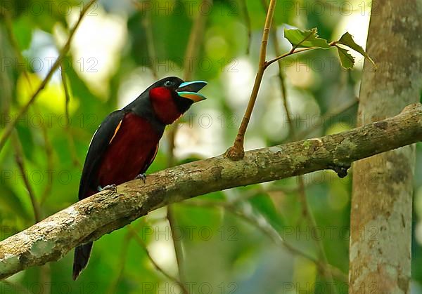 Black-and-red Broadbill