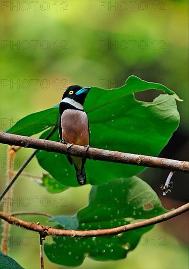 Black-and-yellow Broadbill