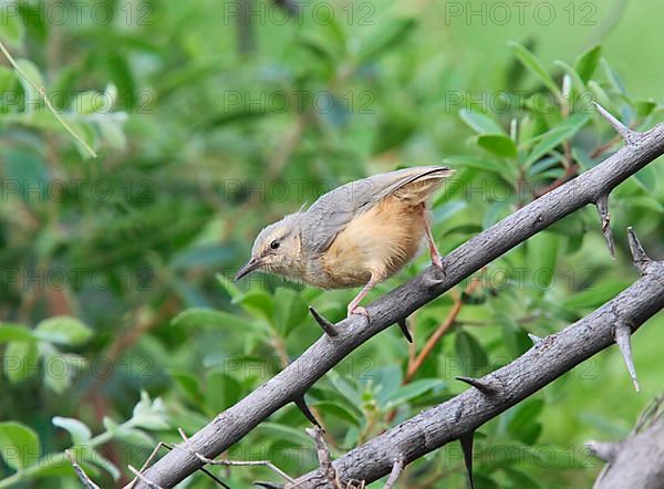 Long-billed Crombec