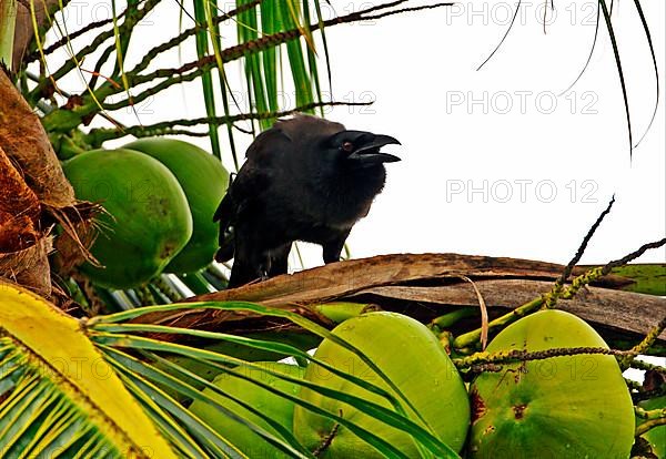 Jamaican Crow