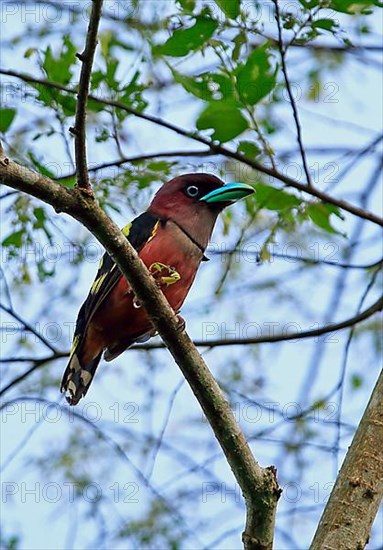 Purple-headed Broadbill