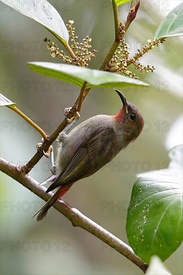 Cardinal Honeyeater