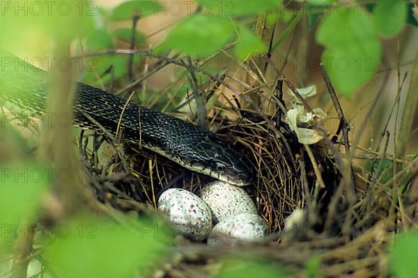 Black Ratsnake