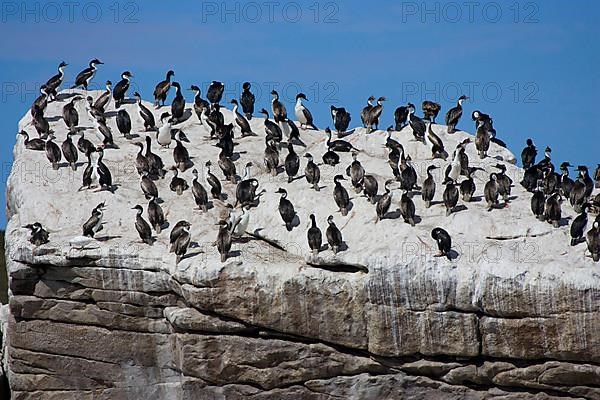 Blue-eyed cormorant