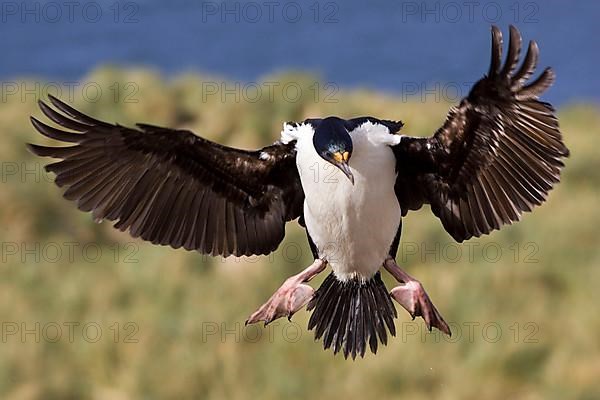 Blue-eyed cormorant