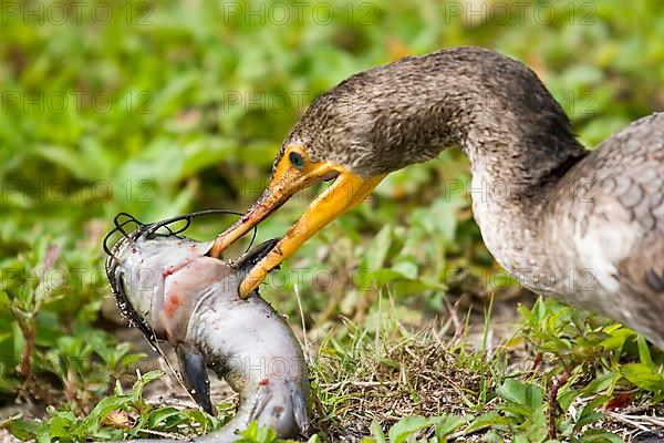 Double crested Cormorant