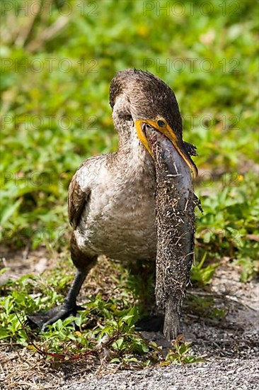 Double-crested cormorant