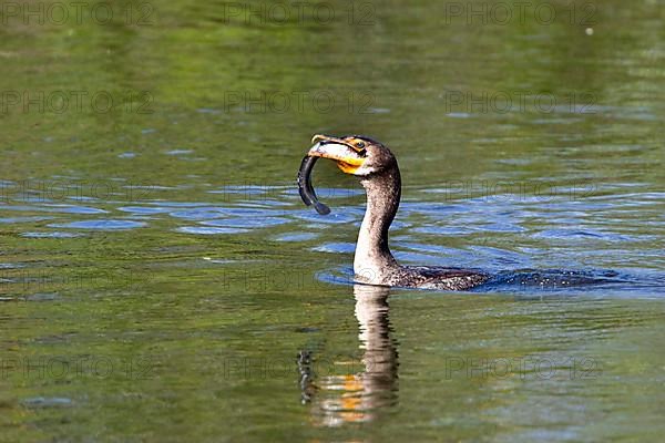 Double-crested cormorant