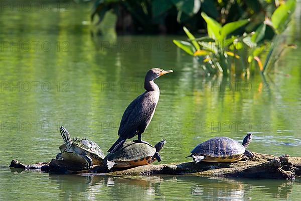 Red-bellied turtles