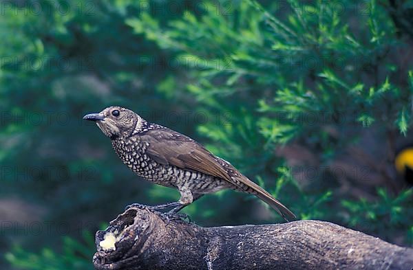 Yellow-naped Bowerbird