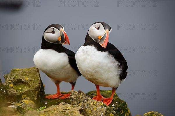 Atlantic Puffin