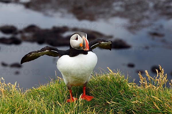 Atlantic Puffin