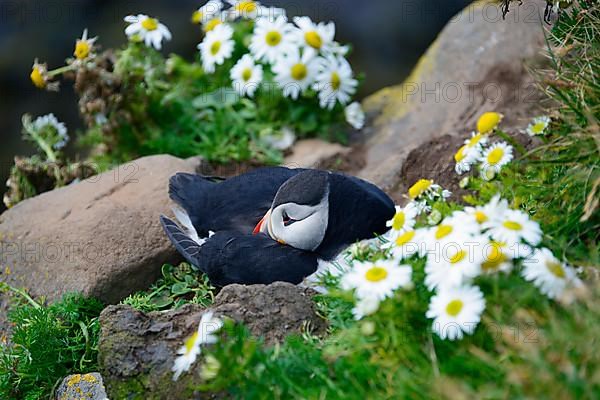 Atlantic Puffin