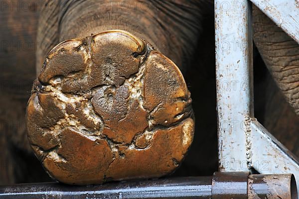 Flushed forefoot ball of an Asian elephant