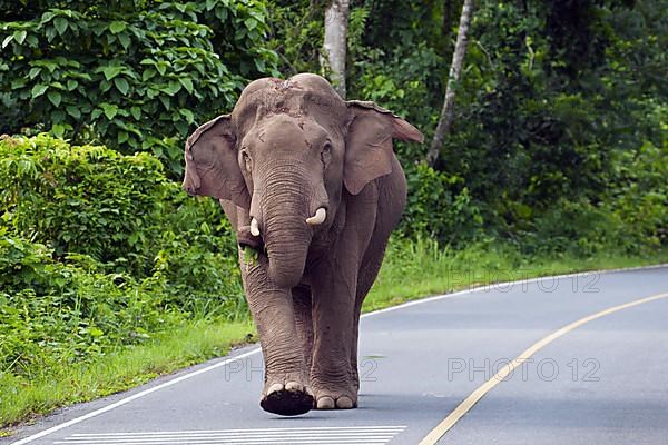 Asian elephant