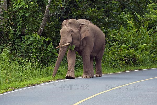 Asian elephant