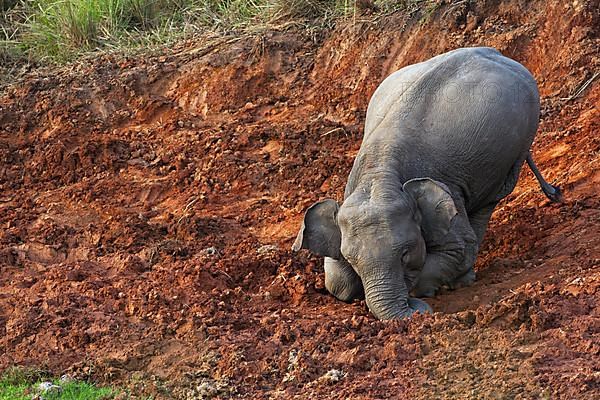 Asian elephant