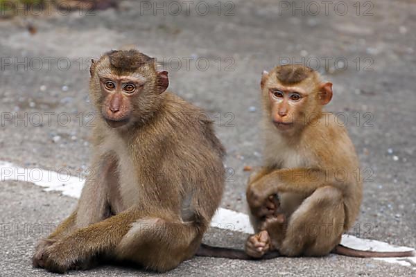 Northern pig-tailed macaque