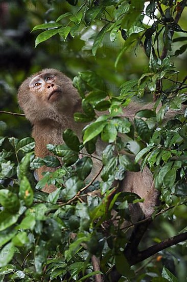 Northern pig-tailed macaque