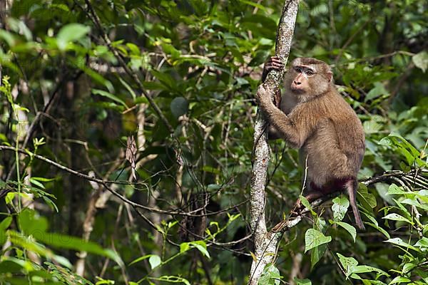 Northern pig-tailed macaque