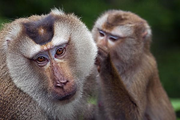 Northern pig-tailed macaque