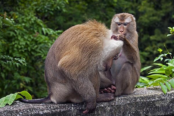 Northern pig-tailed macaque