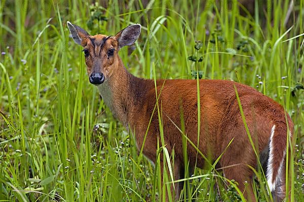 Muntiacus muntjac